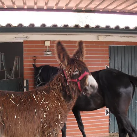 Farm stay Quinta Do Outeiro Alto Constancia