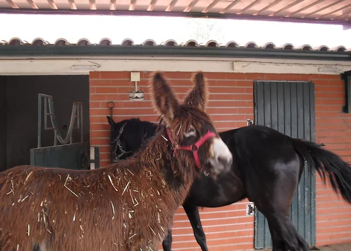 مزرعة للإقامة Quinta Do Outeiro Alto Constância